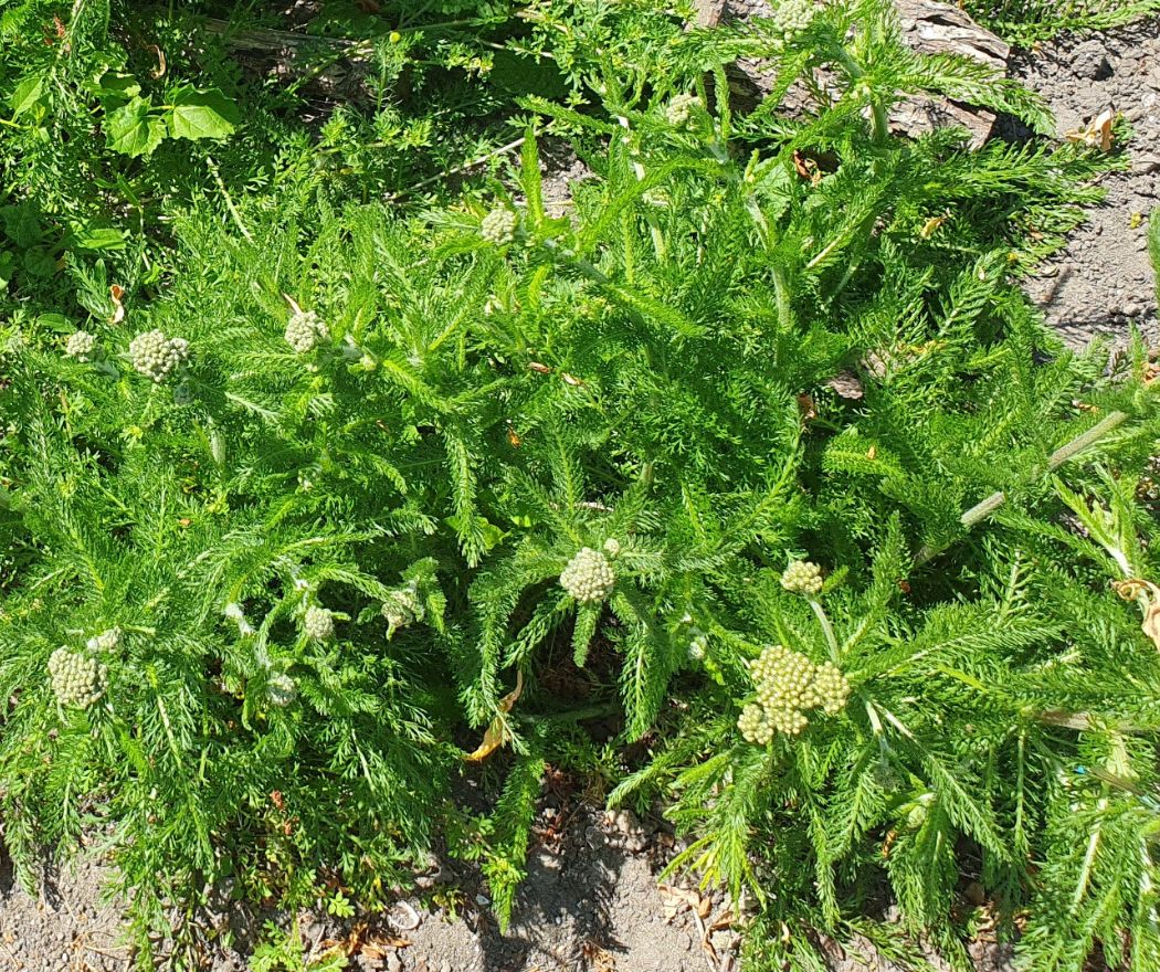 Radboud Castle-Herbs Garden Yarrow