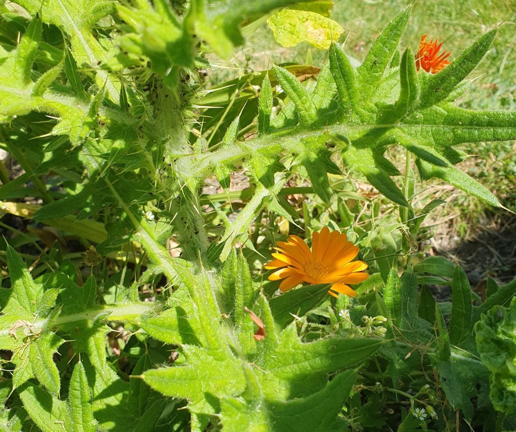 Radboud Castle-Herbal Garden-Goudflower