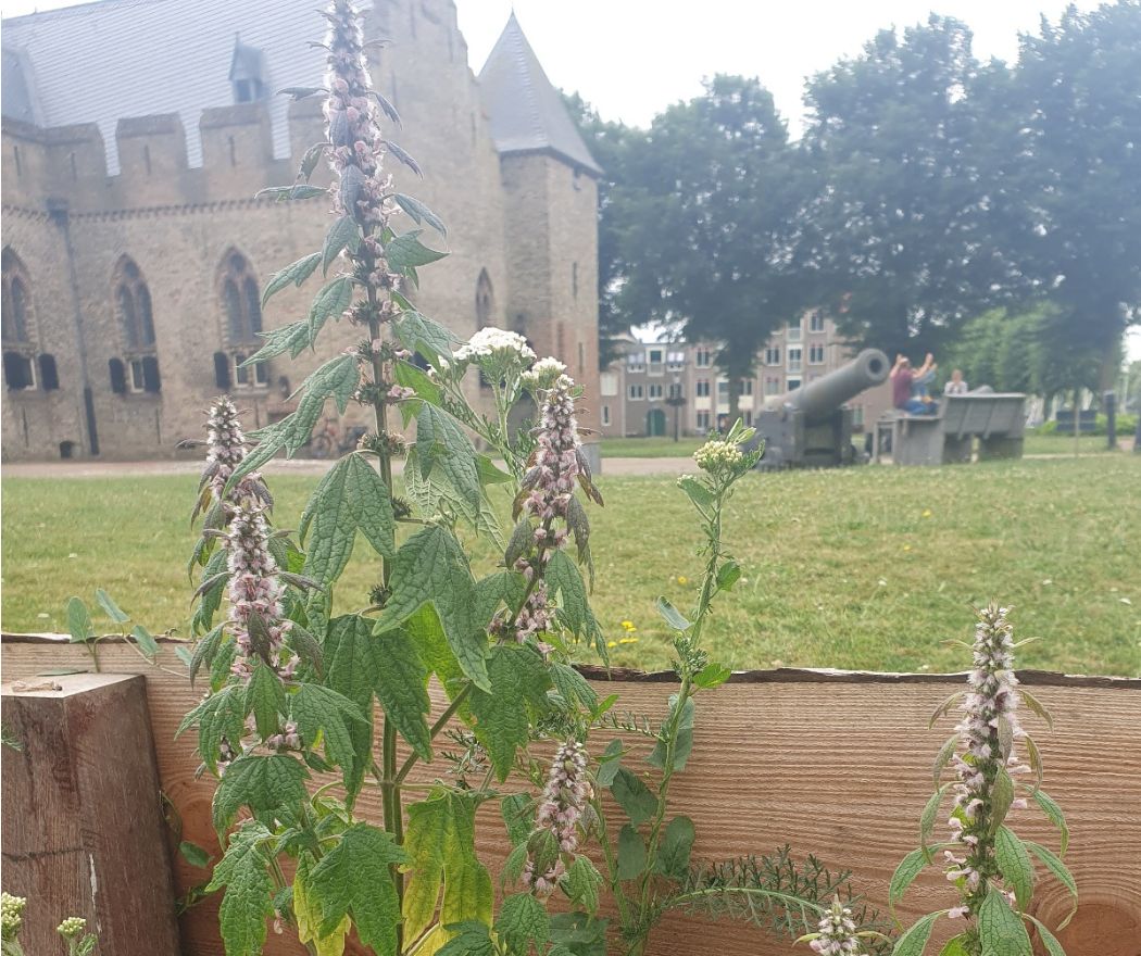 Radboud Castle-Spring Garden-Heartspan