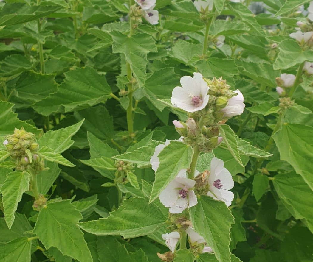 Radboud Castle-Herbal Garden-Heemst