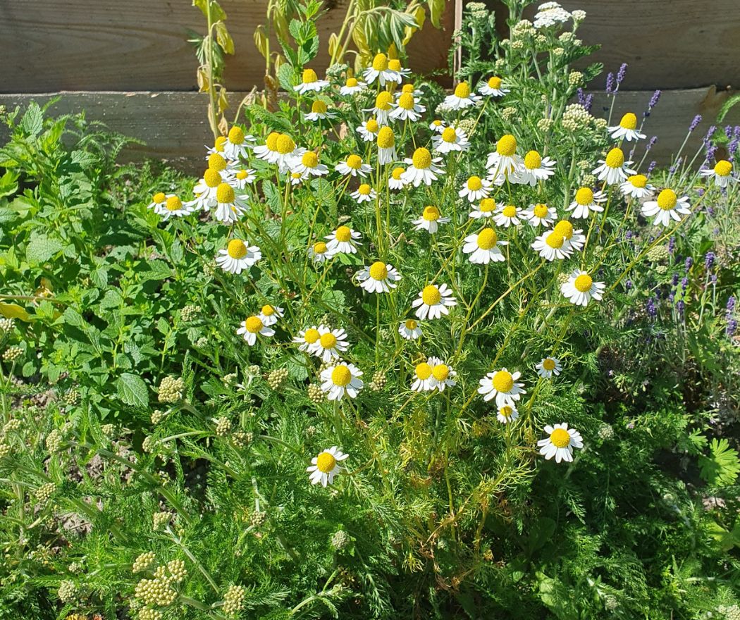 Radboud Castle-Herbal Garden-Kamomile