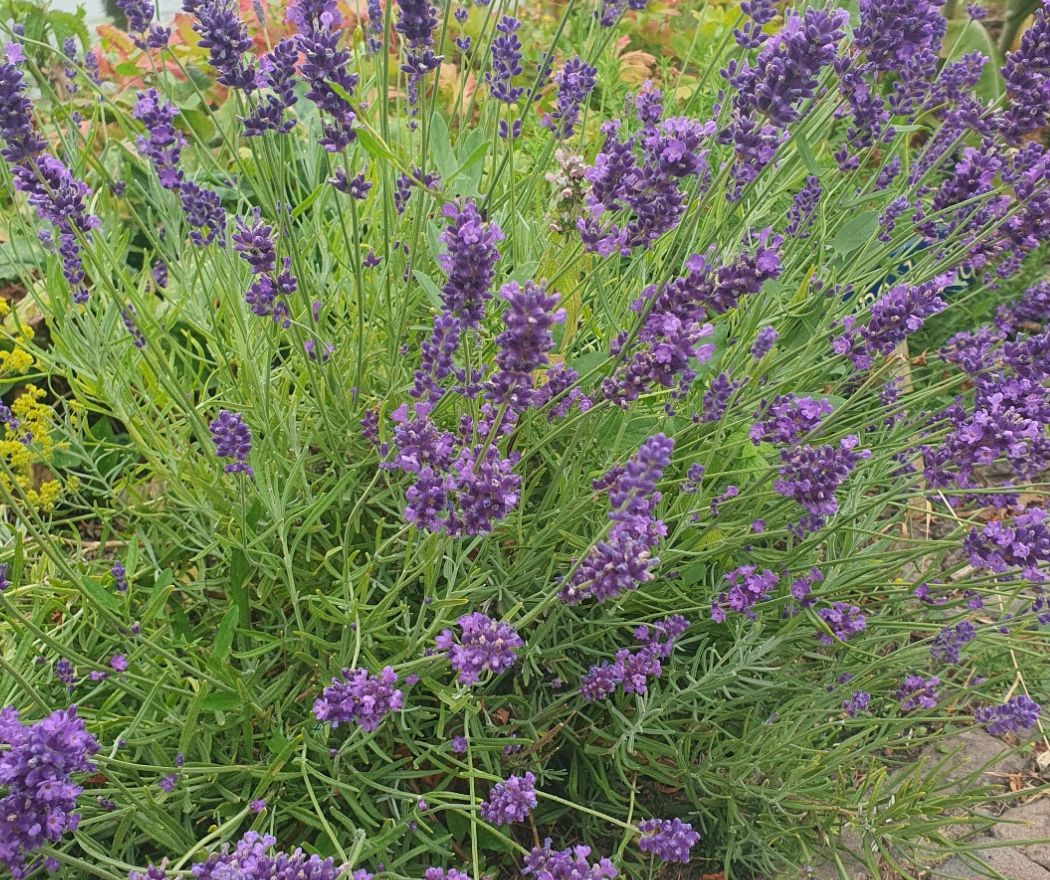 Kasteel Radboud-Kruidentuin-Lavendel