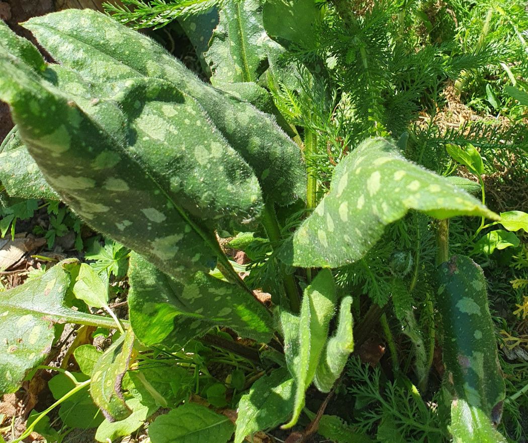 Radboud Castle-Herbal Garden-Longhorn