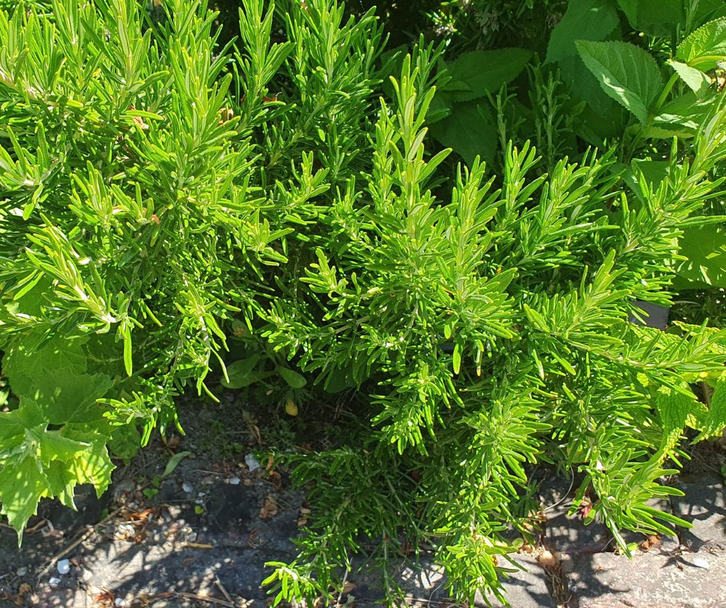 Radboud Castle-Herbal Garden Rosemary