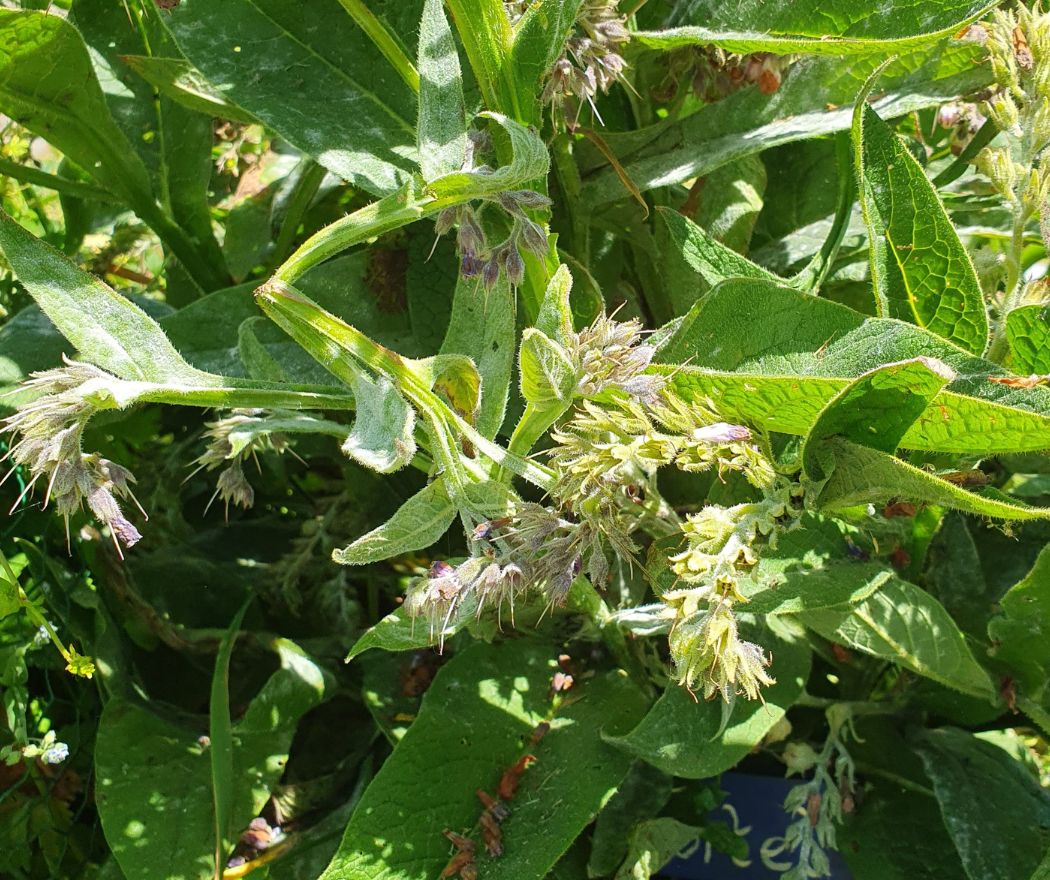 Radboud Castle-Herbal Garden Comfrey