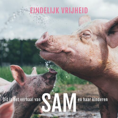 Kasteel Radboud-SAM poster