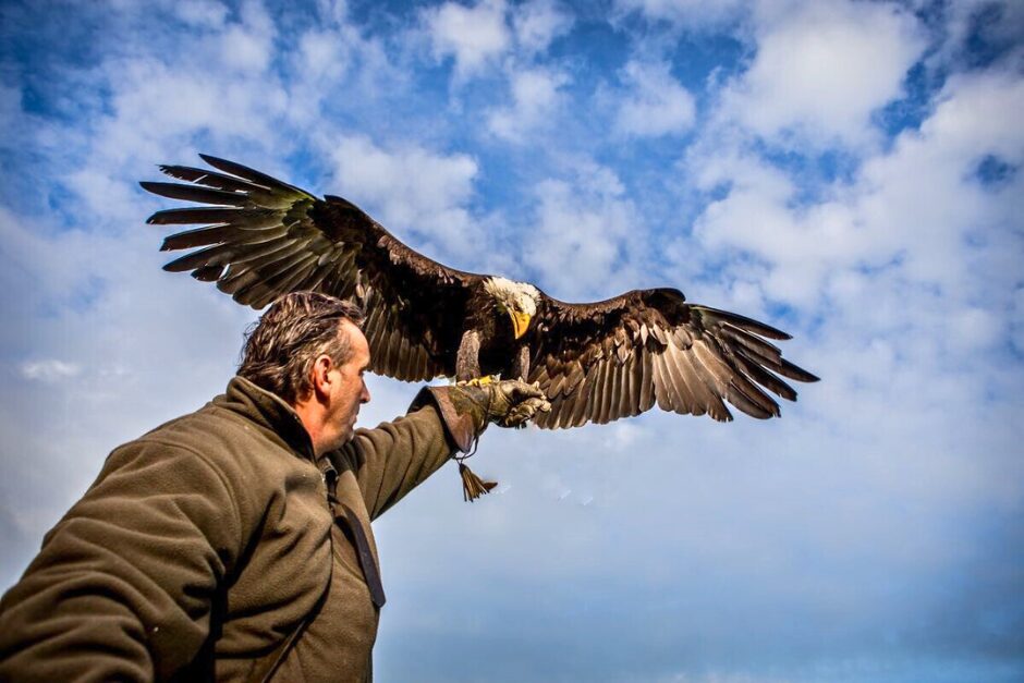 Valkenier Birdlive